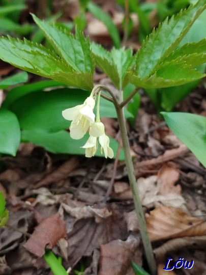 9.3.2024 - Waldblüten erscheinen